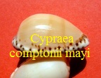 Cypraea comptonii mayi, Beddome 1898